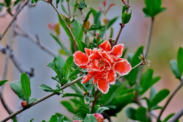 Pomegranate Tree Blooms Pink White Bright Flowers — Stock Photo, Image