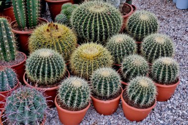 büyük ve küçük iğne kaktüsleri yakın çekim                        