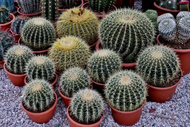 büyük ve küçük iğne kaktüsleri yakın çekim        