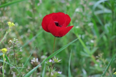 yeşil bir çayır ortasında güzel kırmızı haşhaş