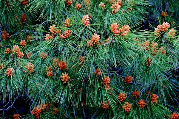 Springtime Forest Trees Which Cones Grow — Stock Photo, Image