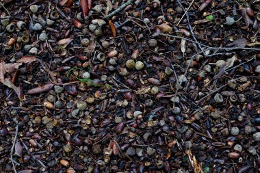 ormandaki toprak meşe palamudu ile kaplıdır yakın             