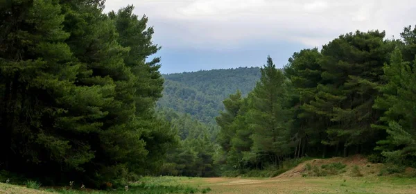 Fabuloso Bosque Con Grandes Árboles Verdes Maravillosa Europa — Foto de Stock