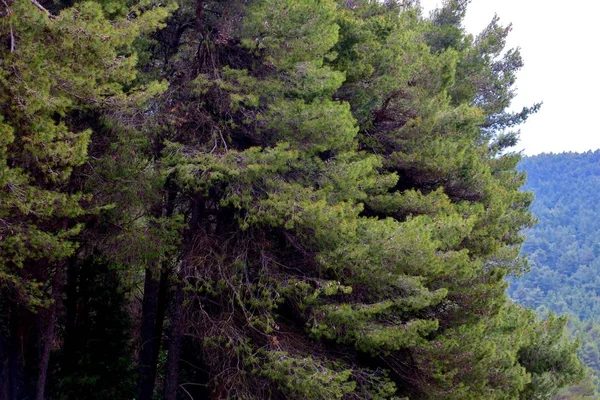 유럽에서 나무와 — 스톡 사진
