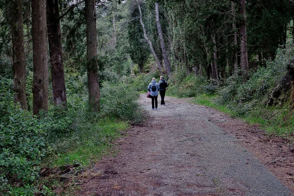 Eine Gruppe Von Touristen Spaziert Wald Auf Schmalen Pfaden — Stockfoto