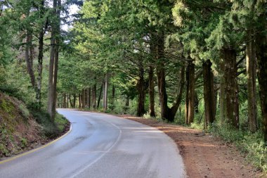 güneşin ışınları nın olduğu kıvrımlarla ormanın ortasındaki yol