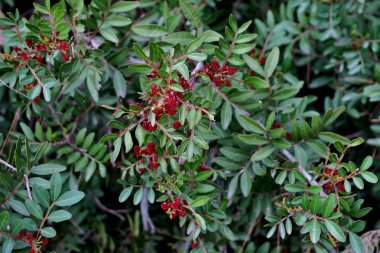 kırmızı meyveleri ile yeşil bitkinin güzel arka plan yakın