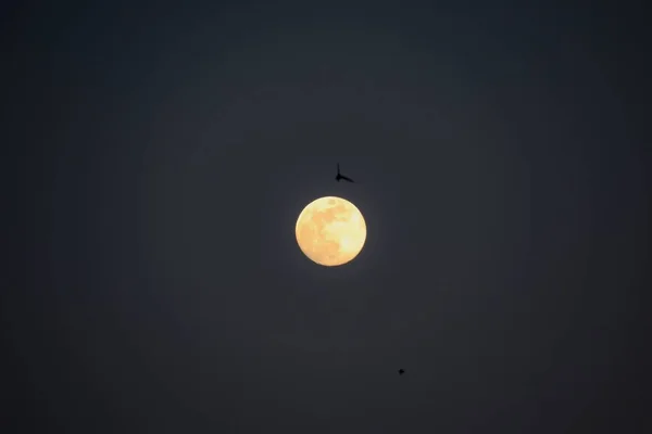 Mooie Gloeiende Volle Maand Vogels Vliegen Onder Zijn Licht — Stockfoto