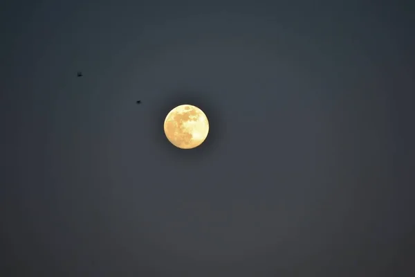 Красивий Сяючий Повний Місяць Птахи Летять Під Його Світлом — стокове фото