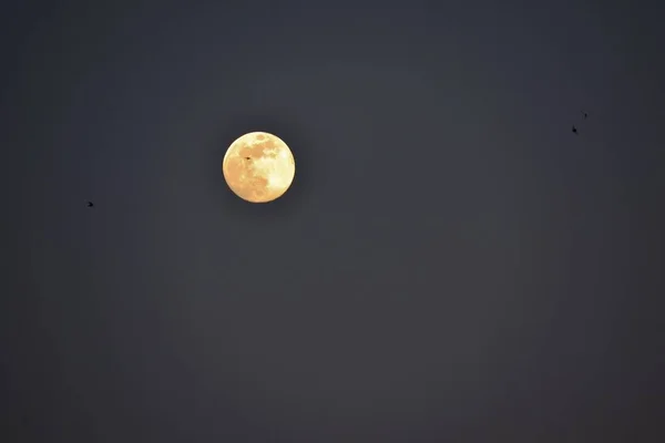 Красивий Сяючий Повний Місяць Птахи Летять Під Його Світлом — стокове фото