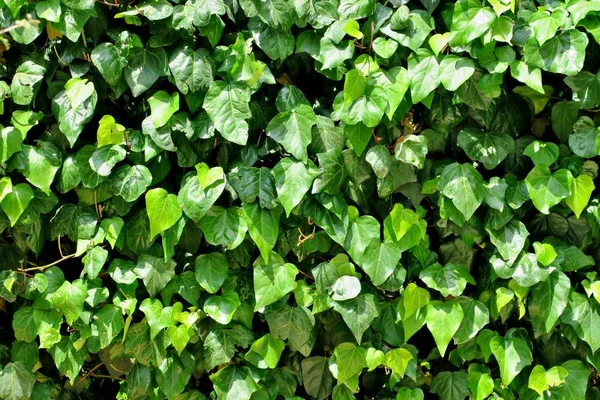 Wall Beautiful Bright Green Plant — Stock Photo, Image