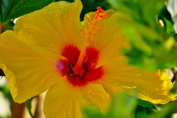 Bela Flor Amarela Com Gotas Água Após Chuva — Fotografia de Stock