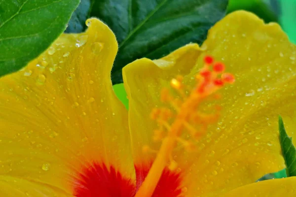 Beautiful Yellow Flower Water Drops Rain — Stock Photo, Image