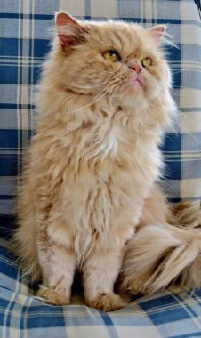 sarı gözlü güzel kabarık kedi yukarı bakar