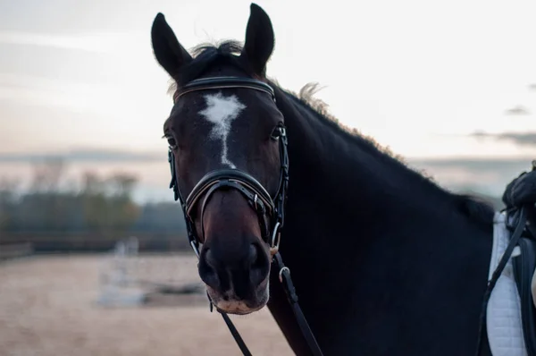Bir at kafası portresi.