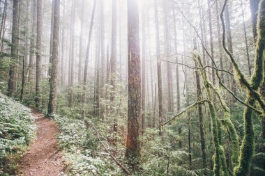 Pasifik Kuzeybatı Yürüyüşü, doğa