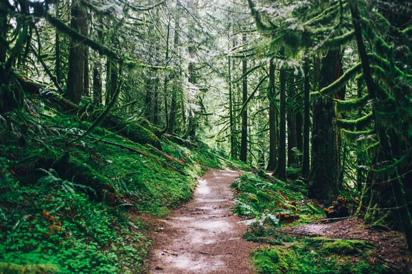 Pacific Northwest Caminhada Natureza — Fotografia de Stock