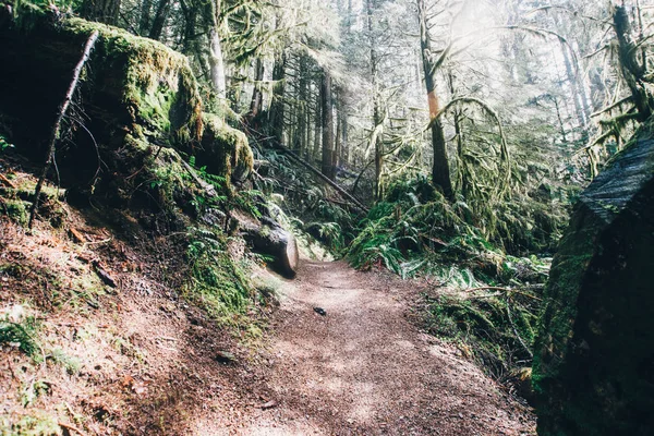 Pacific Northwest Hike Natur — Stockfoto