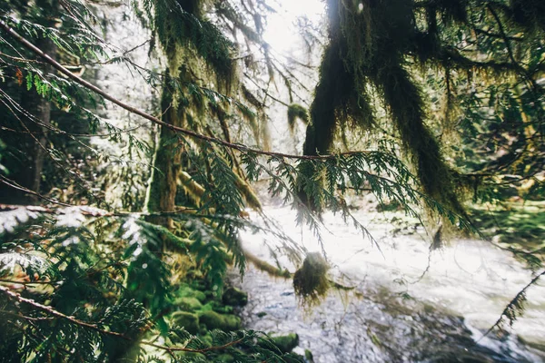 Pasifik Kuzeybatı Yürüyüşü, doğa