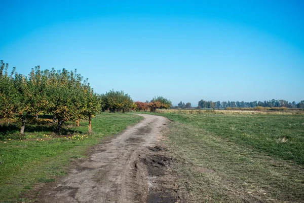 Orchard Dirt Road Naturaleza — Foto de Stock