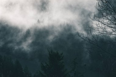 Uğursuz Pasifik Kuzeybatı. Doğa, seyahat