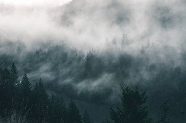 Uğursuz Pasifik Kuzeybatı. Doğa, seyahat