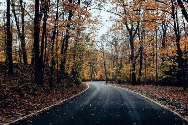 Tunnel Des Arbres Route Automne — Photo