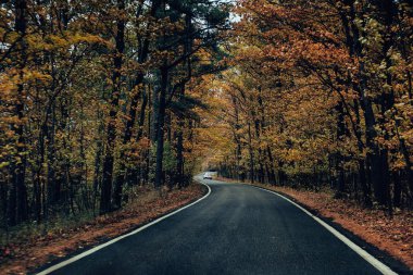 Sonbaharda Ağaçlar ve Yol Tüneli 