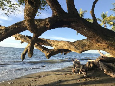 Nabire Beach Papua Endonezya'da gün batımı