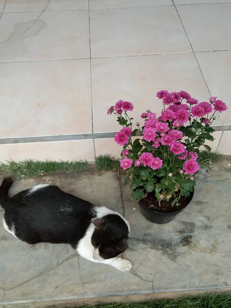 Gato Dorme Lado Flor Vaso — Fotografia de Stock