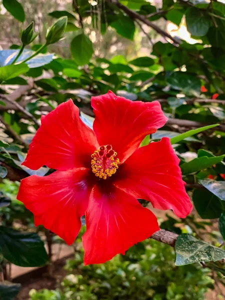 Canlı kırmızı çiçeği kapatın