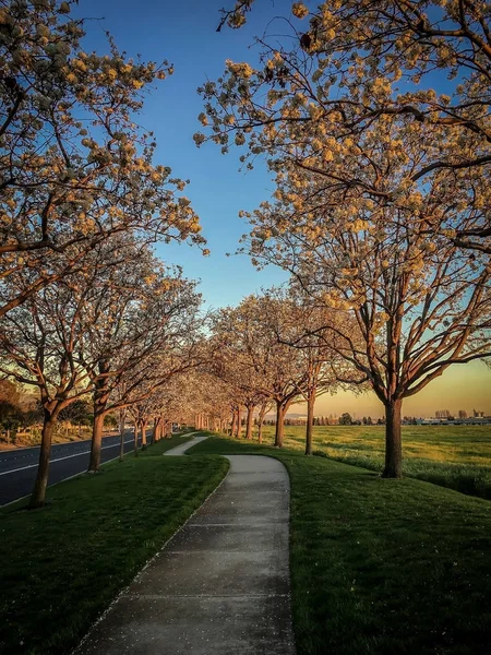 Путь сквозь цветущие деревья — стоковое фото