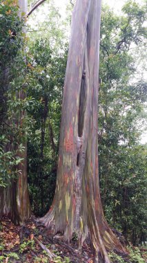 Hana yolunda Gökkuşağı Okaliptüs