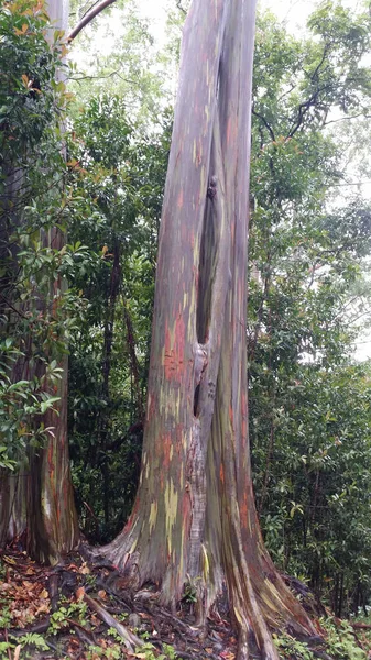 Hana yolunda Gökkuşağı Okaliptüs