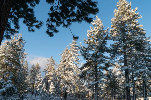 Pohon-pohon yang indah ditutupi salju — Stok Foto