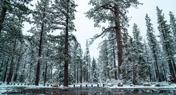 Pohon tertutup salju di Tahoe — Stok Foto