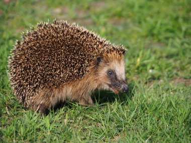 Kirpi erinaceidae ailesinin Alt Familyası Erinaceinae oluşan küçük dikenli, memeliler, genellikle çok kısa veya ilkel kuyrukları oluşan herhangi biri için ortak adıdır ve korkmuş sıkı bir topa yuvarlanma davranışı.