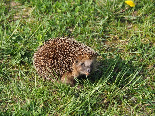 Igelkotten Ett Vanligt Namn För Någon Små Spiny Däggdjur Som — Stockfoto