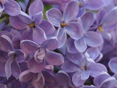 Olympus Dijital Fotoğraf Makinesi. Güneşli bir günde baharda leylak Çalı güzel mavi çiçekler. Narin leylak çiçekleri - arka plan makro.