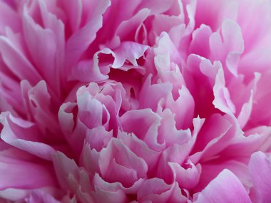 Dekorasyon duvar kağıtları için Olympus Dijital Fotoğraf Makinesi Hassas arka plan, web sitesi, masaüstü, iphone, ipad, facebook ve twitter kapakları, afiş. Şakayık çiçeğiyakın çekim yaprakları arka plan. Güneşli bir günde bahar havası.