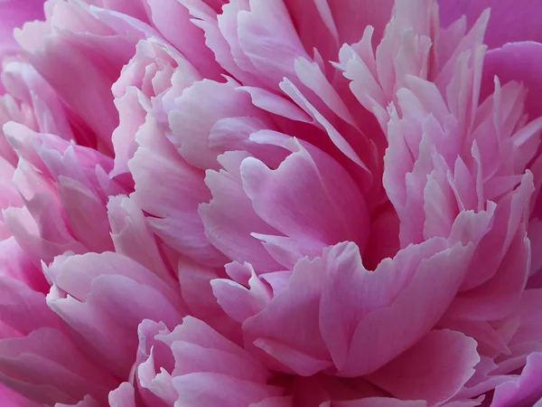 OLYMPUS DIGITAL CAMERA Delicate background for decoration wallpapers, website, desktop, iphone, ipad, facebook and twitter covers, banners. Background of the petals of the peony flower close-up. Spring mood on a Sunny day.