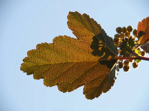 Bright leaf against the blue sky looks beautiful in the picture on the wall. Original background for decoration wallpapers, website, desktop, iphone, ipad, facebook and twitter covers, banners.