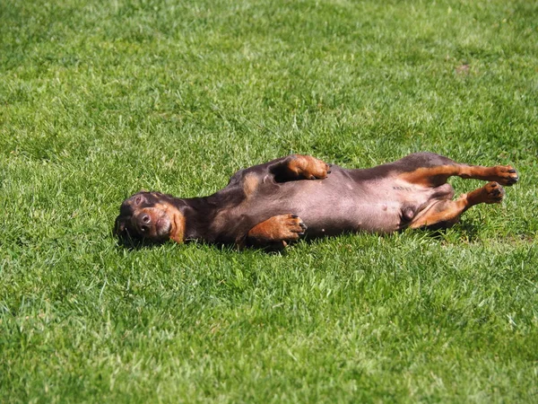 Small dog breed Dachshund loves to lie on his back in green grass in spring and summer. Dog  breed Dachshund for hunting