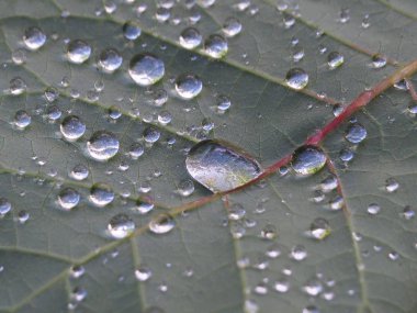 Olympus Dijital Fotoğraf Makinesi Kırmızı damarlar ve parlak su damlaları yakın çekim ile koyu yaprak. Resmin tasarımı için muhteşem ve orijinal arka plan, Duvar Kağıdı, web sitesi, masaüstü, iphone, ipad, Facebook ve Twitter kapakları, afiş.
