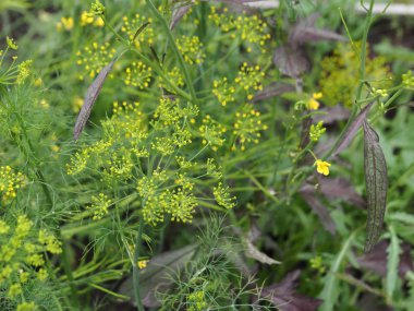 Güneşli bir günde bahçenin bahçesinde farklı otlar çiçek açar. Aromatik otlar tohum oluşturmak için çiçek. Salamura ve gıda için yararlı bir baharat.