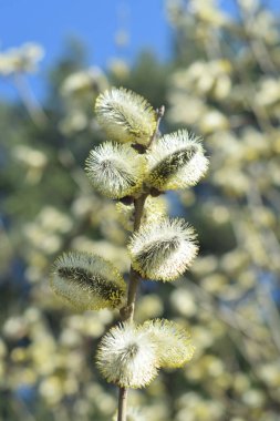 Palm Sunday. Çiçekaçan söğüt yakın.
