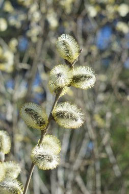 Palm Sunday. Çiçekaçan söğüt yakın.
