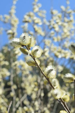 Palm Sunday. Çiçekaçan söğüt yakın.