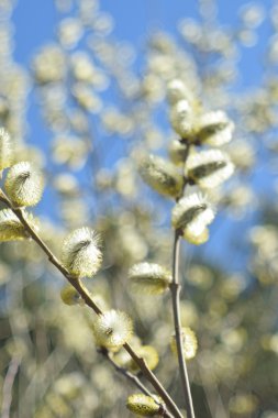 Palm Sunday. Çiçekaçan söğüt yakın.