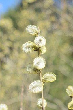Palm Sunday. Çiçekaçan söğüt yakın.